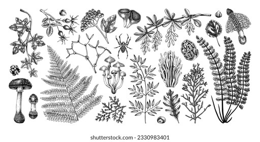Autumn design elements in sketched style. Botanical drawings of fall leaves, ferns, berries, and mushrooms. Vintage forest, fall plants poisonous fungi, hand-drawn illustrations. Woodland sketches.
