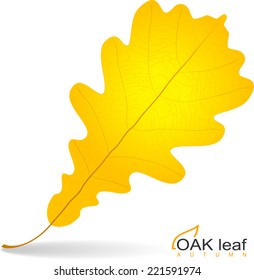 Autumn detailed vector oak leaf