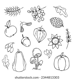 Autumn doodle set illustrations, isolated objects on a white background, pumpkin, acorn, spikelet, hawthorn and sunflower hand-drawn