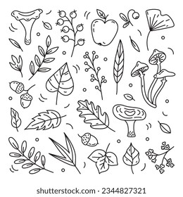 Autumn doodles. Hand drawn autumn elements: leaves, berries, mushrooms, acorns, apple, flowers. Hand drawn, sketch. Vector illustration.