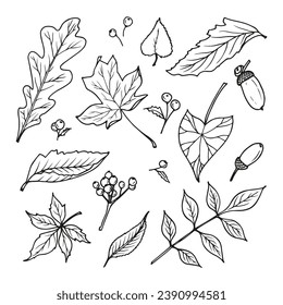 Autumn doodles set. Hand drawn vector illustration. Leaves and brunces sketch on wite background.