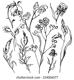 Autumn dried herbs. Set of autumn grass stems and dried flowers. Hand-drawn design elements.