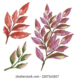 autumn dried leaf vector illustration
