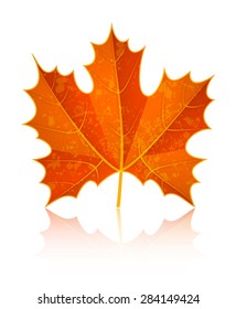 Hojas secas de arce de otoño. Ilustración vectorial Eps10. Aislado sobre fondo blanco