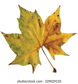 Autumn Dry Maple Leaf Isolated
