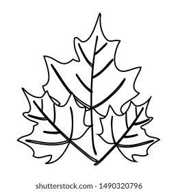 autumn dry maple leafs nature decoration