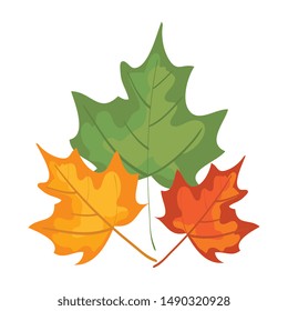 autumn dry maple leafs nature decoration