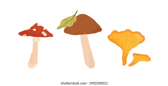 Autumn edible and inedible mushrooms. Birch boletus, fly agaric and chanterelle. Fresh fall forest food. Seasonal fungi. Colored flat vector illustration isolated on white background