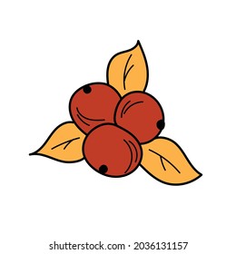 Autumn element - in simple style. Red berries and autumn leaves on a white background for design