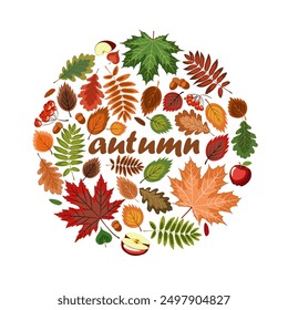 autumn, a lot of autumn elements, bright fallen leaves, ripe red apples, acorns and rowan berries are gathered in a circle. isolated on a white. colorful vector illustration on an autumn theme