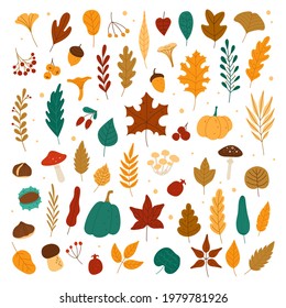 Autumn elements. Leaves, acorns, chestnuts, berries, pumpkins, mushrooms. Fall forest foliage and autumnal elements hand drawn vector set. Colorful dried fallen plants, organic herbarium