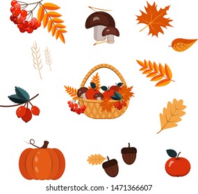 Autumn elements - pumpkin, acorns, leaves, berries, apples, mushrooms, basket. Set, vector.