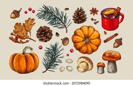 Autumn elements set: falling leaves, pine branches, pumpkins, mushrooms, cones and other.