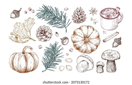 Autumn elements set: falling leaves, pine branches, pumpkins, mushrooms, cones and other.