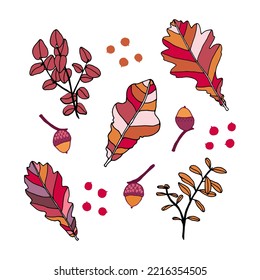 Autumn elements set of oak leaves, forest plants, berries and acorns drawn by hand.