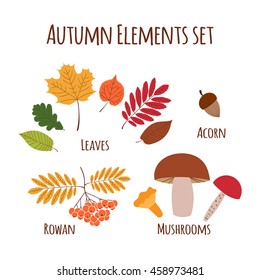 Autumn elements set vector. Leaves all autumnal color, mushrooms, acorn and red rowans berries. Natural icons collection for seasonal design card, flyer or banner. 