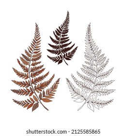 Autumn faded colours Fern leaf vector illustration set isolated on white. Botanical forest plants print collection for tee shirt design.