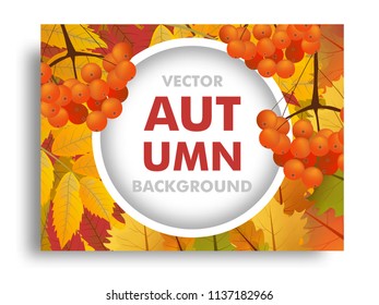 Autumn or fall background with branch of rowan and maple leaves with space for text. Vector illustration.