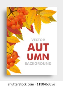 Autumn or fall background with branch of rowan with space for text. Vector illustration.