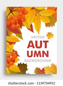 Autumn or fall background with branch of rowan and maple leaves with space for text. Vector illustration.