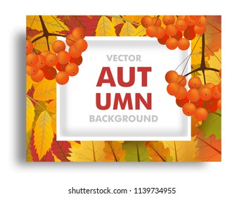 Autumn or fall background with branch of rowan and maple leaves with space for text. Vector illustration.