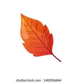 Autumn fall colorful leaf. Isolated design element.