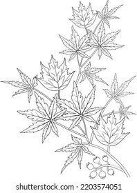 Autumn fall coloring page vector sketch hand drawn black and white leaf collection, pencil art beautiful leaf branch isolated image on white background.
