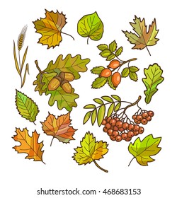 Autumn or fall icon and objects set for design. Vector Illustration. Isolated on white.