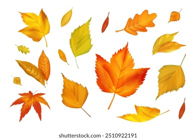 Autumn fall leaf. Maple foliage, fly tree foliage. Realistic yellow and orange leaves. Element branch brown. Dry forest color season, graphic design isolated elements September flora vector background