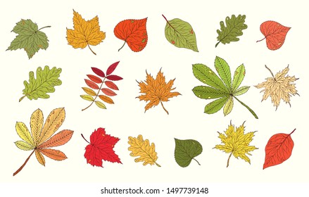 Autumn fall leaves set. Color leaves isolated on white background. Many types  autumn hand drawn leaves. Closeup. Nature decoration forest elements, tradition autumn colors. 