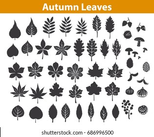 autumn fall leaves silhouettes set in black color, maple chestnut ash oak birch gum beech walnut rowan elm trees foliage. leafs are included as art brushes in library svg