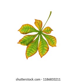 Autumn fall realistic leaf chestnut on white background. Vector illustration clip art