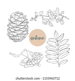 Autumn fall sketch style vector set leaves brunch berry foliage