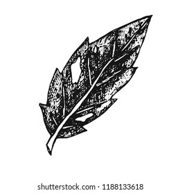 The autumn fallen leaf on a white background. Ink drawn illustration. 