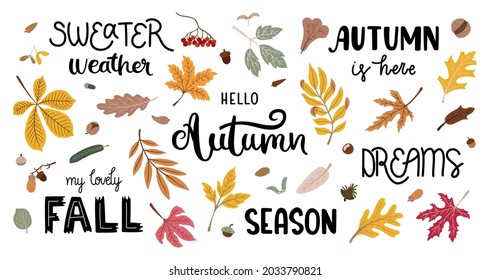 Autumn fallen leaves - maple, oak, rowan. Pine cones, acorns, rowan berries. Hand-drawn lettering and calligraphy - hello autumn, dreams, season, fall, sweater weather. Vector illustrations.