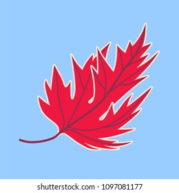 Autumn fallen maple leaf. He slightly bent, fell to the ground, windy, warm and cold - the color gamut