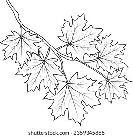 Autumn falling leaves a branch of botanical collection sketch art, vector, illustration coloring book.
Hello falling vector art natural autumn leaf of hand-drawn illustration isolated on a white back