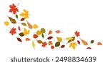 Autumn falling leaves. Flying orange foliage from tree on white background isolated vector illustration authors work