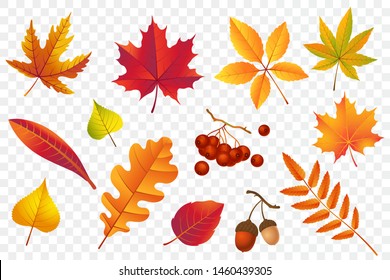 Autumn falling leaves isolated on transparent background. Yellow foliage collection. Rowan, oak, maple, birch and acorns. Colorful autumn leaf set. Vector illustration.