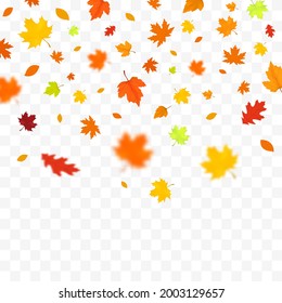 Autumn falling leaves isolated on white background. Autumn background with golden maple and oak leaves.