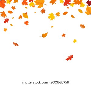 Autumn falling leaves isolated on white background. Autumn background with golden maple and oak leaves.