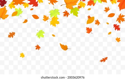 Autumn falling leaves isolated on white background. Autumn background with maple and oak leaves.