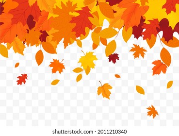 Autumn falling leaves isolated on white background. Autumn background with golden maple and oak leaves.