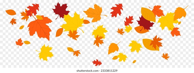 Autumn falling leaves isolated on white background. Autumn maple and oak leaves.
