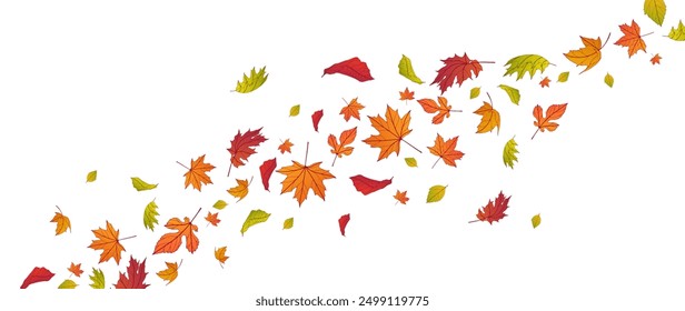 Autumn falling leaves isolated on white background. Autumn maple and oak leaves.