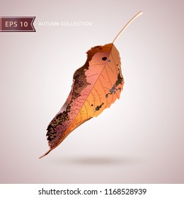 Autumn falling leaves. Leaf fall. Autumn design. Vector illustration