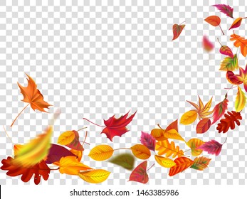 Autumn falling leaves. Leaf fall, wind rises autumnal foliage and yellow leaves. Maple tree gold fall, september autumn golden leaf trees border for school isolated vector illustration