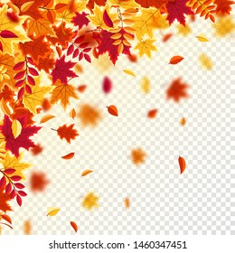 Autumn falling leaves. Nature background with red, orange, yellow foliage. Flying leaf. Season sale. Vector illustration.