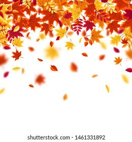 Autumn falling leaves. Nature background with red, orange, yellow foliage. Flying leaf. Season sale. Vector illustration.