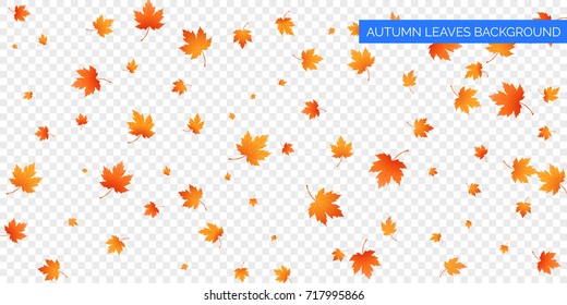 Autumn Falling Leaves On Transparent Background. Vector Autumnal Foliage Fall Of Maple Leaves. Autumn Background Design.